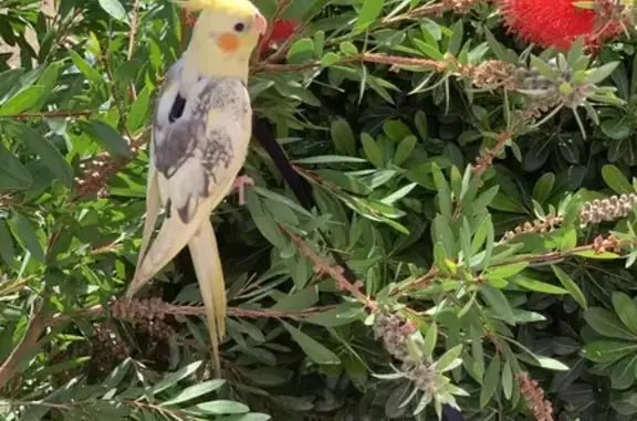 Animaux perdus Bormes-les-Mimosas, photo: Calopsitte jaune perdue à Bormes-les-Mimosas