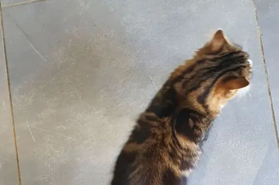 Chat trouvé : Tigre mince, câlin, Pont-Saint-Martin - photo