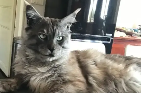 Animaux perdus Cagnes-sur-Mer, photo: Chat perdu à Cagnes-sur-Mer