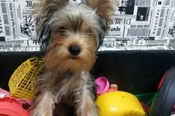 Cachorra Desaparecida em Osasco: Ajude-nos!