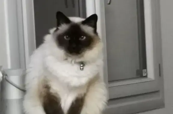 Chat perdu, Les Angles, photo: Chat perdu: Collier rouge, poils longs