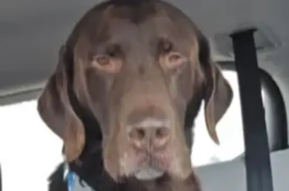 Lost Purple Dog, Mass on Leg - Dalton