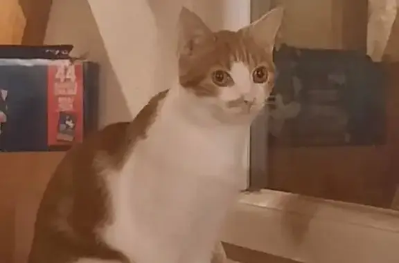 Animaux perdus Saint-Savournin, photo: Chat perdu, méfiant, Place Neuve, St-Savournin