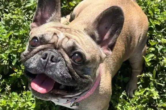 Lost Dog: Pink Collar, 10th St. St. Cloud