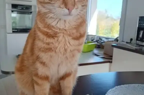 Chatte perdue à Saint-Pabu le 4 août - photo