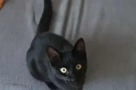 Chat noir 2 ans perdu à Thonon-les-Bains - photo
