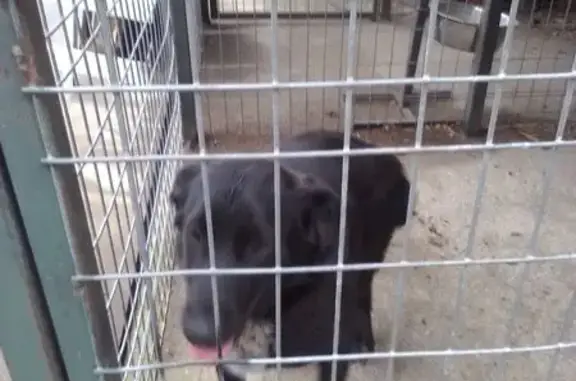 Jeune chien trouvé, non agressif, Sury-le-Comtal - photo