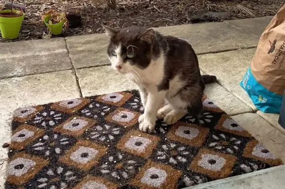 Chat blanc et gris foncé trouvé à Cléguer - photo