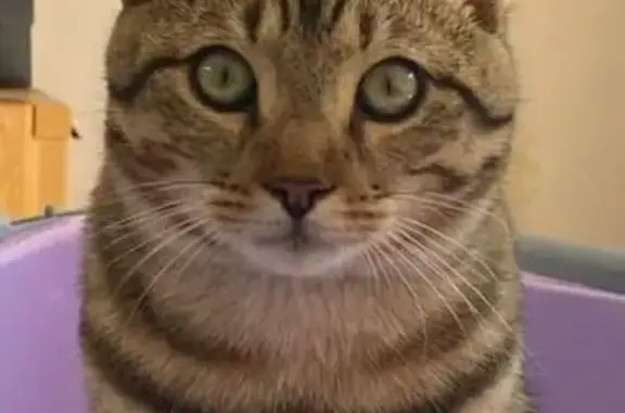 Chat perdu, 7 mois, gris rayé, Longueau - photo