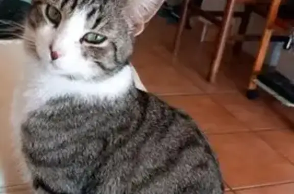 Animaux perdus Trèbes, photo: Chat perdu : gris/blanc, queue courte, Trèbes
