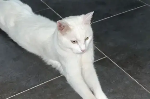 Chat blanc mâle perdu, boitant, Précy-sur-Oise - photo