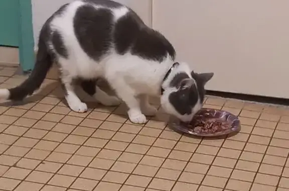 Animaux trouvés La Rochelle, photo: Chat craintif avec collier cœur trouvé