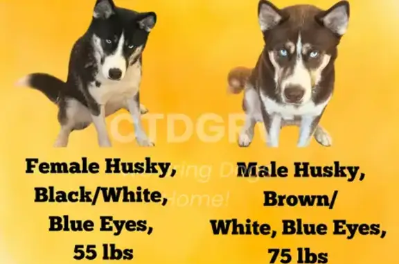 Lost Husky Siblings: Coco & Charlie