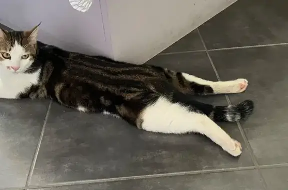 Chat tigré perdu, peureux et miaulement aigu - photo