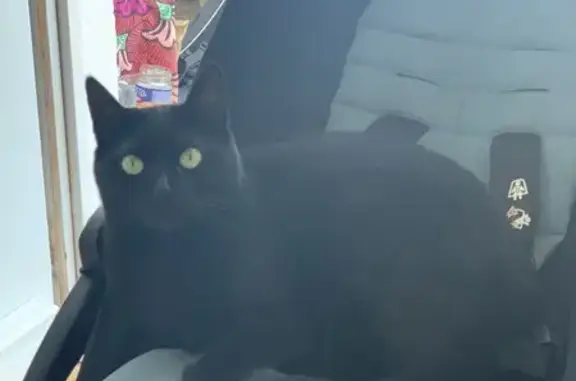 Chatte noire perdue à Châtillon - photo