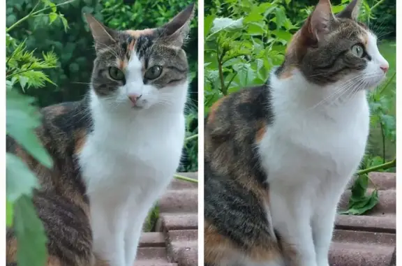 Animaux perdus Ormesson-sur-Marne, photo: Chatte tricolore perdue à Ormesson-sur-Marne