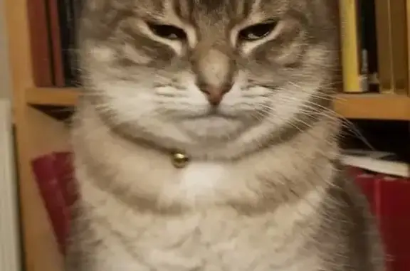 Chat perdu : mâle gris, craintif, malade - photo