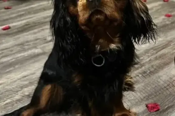 Lost Dog: Black Top, Brown Belly in Huntsville