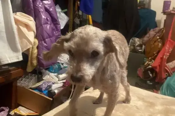 Perro Pequeño Gris Encontrado...