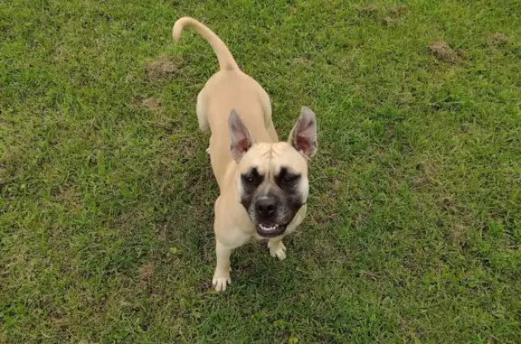 Lost Dog on NW 38th St, Bethany