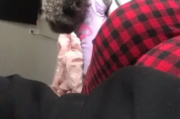 Lost and found pets Columbus, photo: Lost Dog: Small, Nervous, Gray-Brown Mix