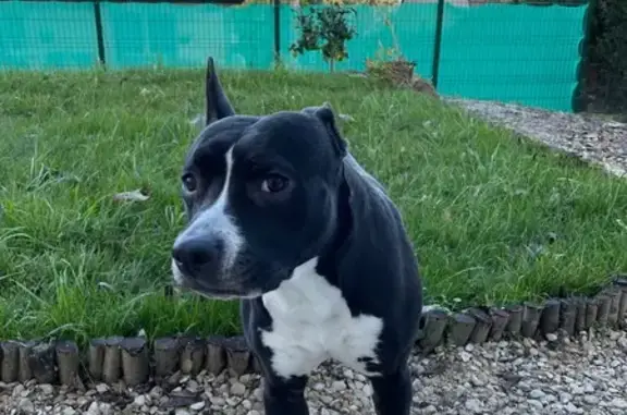 Chien perdu noir/blanc, oreille tombante - photo