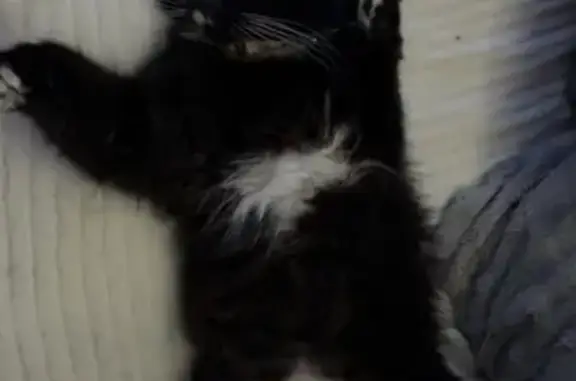 Chatte noire angora perdue à Château-Gontier - photo