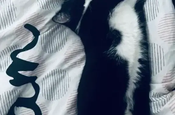 Animaux perdus Woippy, photo: Chat perdu : Bouille, noir et blanc, Woippy