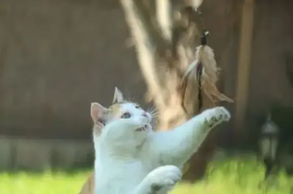 Animaux perdus Palaiseau, photo: Chat perdue, tâche cœur patte, Palaiseau