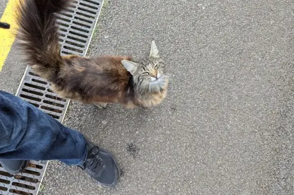 Chat trouvé câlin Rue des Gros, Moret - photo