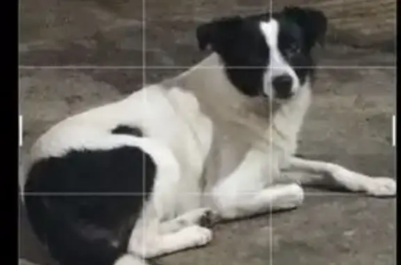 Cachorro Pequeno Desaparecido em São Paulo