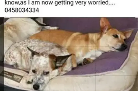 Lost Dogs: Help Bring Them Hom...