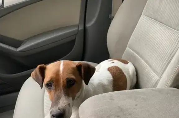 Jack Russell trouvé rue de la Mairie - photo