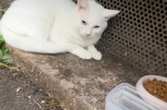 Chat blanc sociable trouvé à Limoges - photo