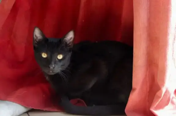 Animaux perdus Les Sables-d'Olonne, photo: Chat noir perdu, touffe blanche, craintif