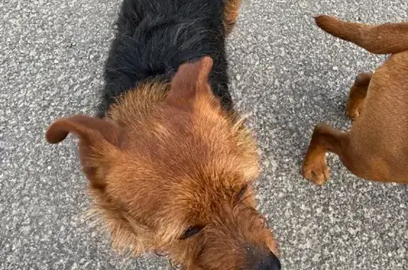 Animaux trouvés Mareuil-le-Port, photo: Chien trouvé Rue de la Chapelle, Mareuil