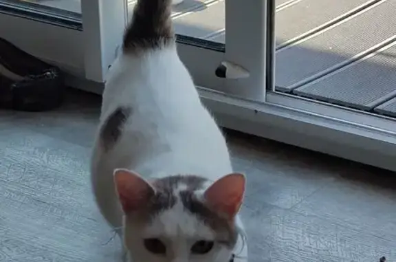 Chat trouvé , photo: Chatte blanche tachetée trouvée à Fréville