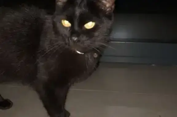 Chat perdu, , photo: Chatte noire perdue à Malzéville