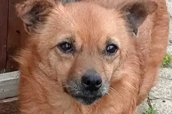 Sissi, chienne rousse perdue à Beaune-la-Rolande - photo