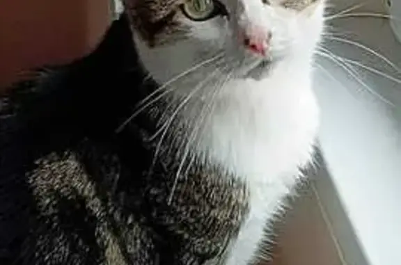 Chat perdu, Besançon, photo: Chat perdu, peureux mais câlin, Besançon