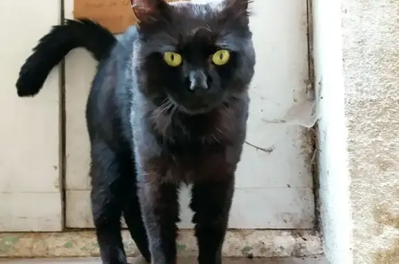 Chat trouvé Gaillac, photo: Chat noir sociable trouvé à Gaillac