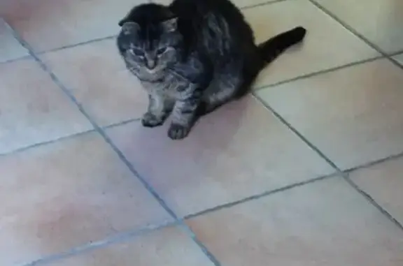 Jeune chat tigré trouvé, Angoulême, urgent - photo