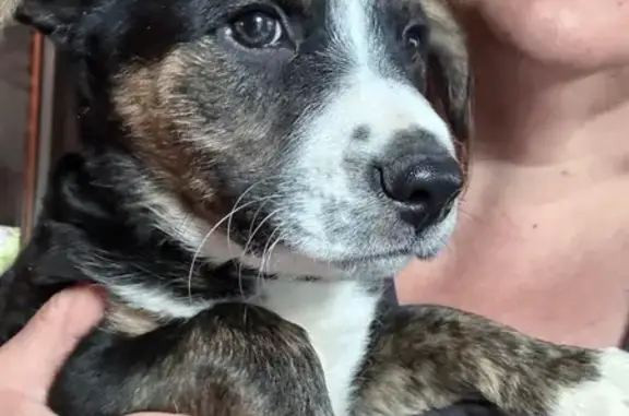 Found: Loving Black & White Puppy in 4199