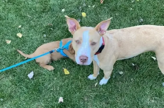 Lost Dog Miley: White & Tan, Hwy 22 Area