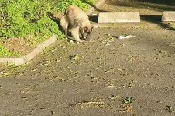 Chien marron trouvé, Avenue Abel Gance, Nantes - photo