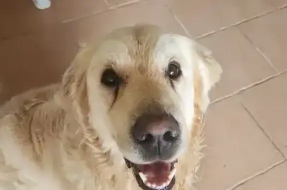 Chien mâle Golden retriever trouvé en AuRA - photo