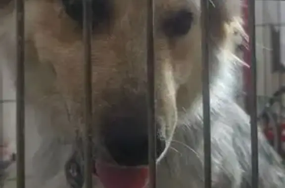 Help Reunite This Lost Blue Heeler!