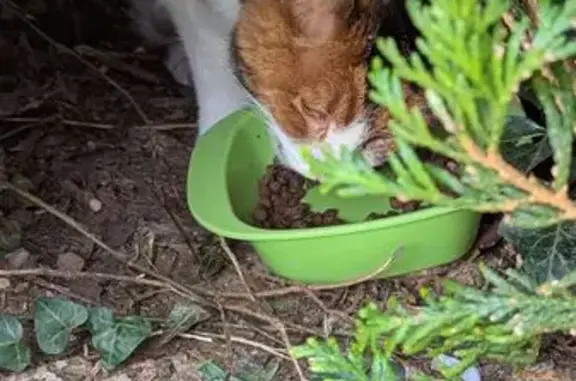Chat trouvé, maigre, besoin de soins, Arçonnay - photo