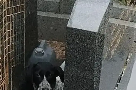 Chien trouvé Goudelin, photo: Chien gris et noir trouvé à Goudelin