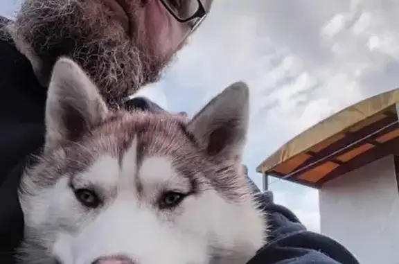 Chien perdu , photo : Husky femelle perdue à Muel